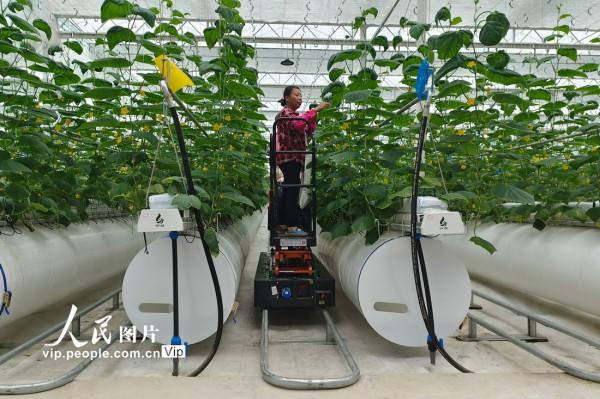 浙江嘉興：資料分析化技術助力農業生產