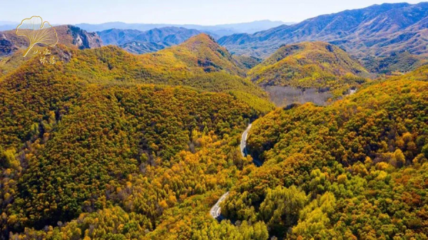 【玩轉懷柔】2021懷柔賞秋攻略出爐！一個字，絕！