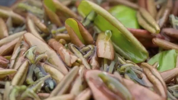 入深秋,別忘記吃“江南水八仙”,健脾祛溼、養心潤肺,舒服過秋 入深秋,別忘記吃“江南水八仙”,健脾祛溼、養心潤肺,舒服過秋