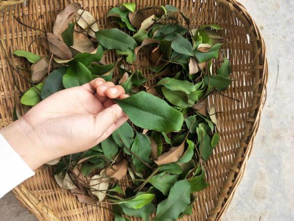 一味中藥:石韋,清熱利溼,泡茶飲可排出溼熱痰濁,能幫助降血壓 一味中藥:石韋,清熱利溼,泡茶飲可排出溼熱痰濁,能幫助降血壓