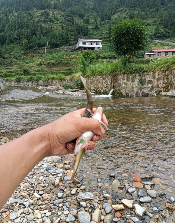 比起幾十斤的大青魚、大鰱魚，這些溪流精靈才是千島湖人的最愛