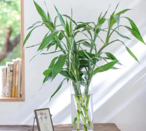 6種“吉利花”養在客廳裡,一帆風順,運氣好,日子越過越順當 6種“吉利花”養在客廳裡,一帆風順,運氣好,日子越過越順當