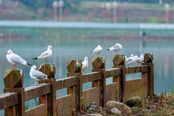又到一年觀鳥季快來“鷗”遇我在龍灣湖畔等你
