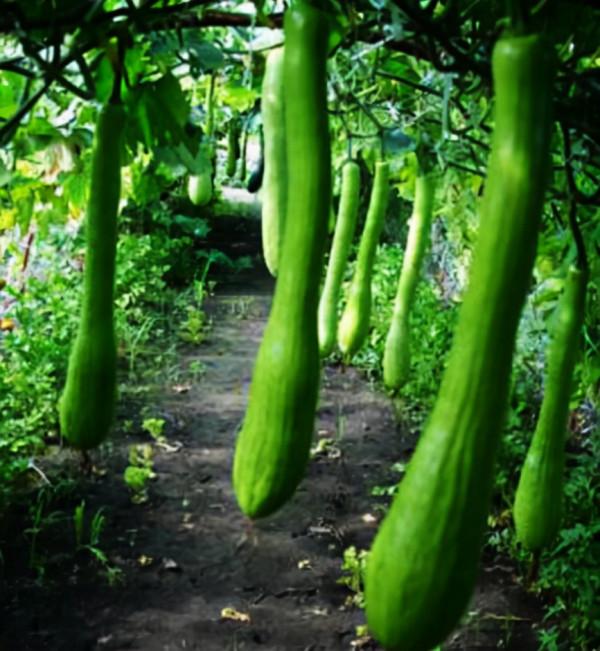 神奇的蔬菜“砍瓜”：隨吃隨砍、砍後能長出來，一株就夠全家人吃