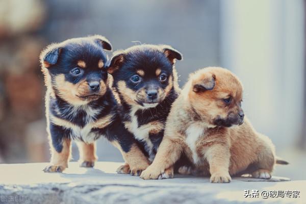 農村小夥一萬元回家養狗賺錢