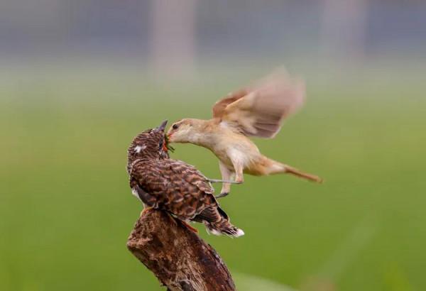 只生不養最險惡的鳥&mdash;&mdash;
