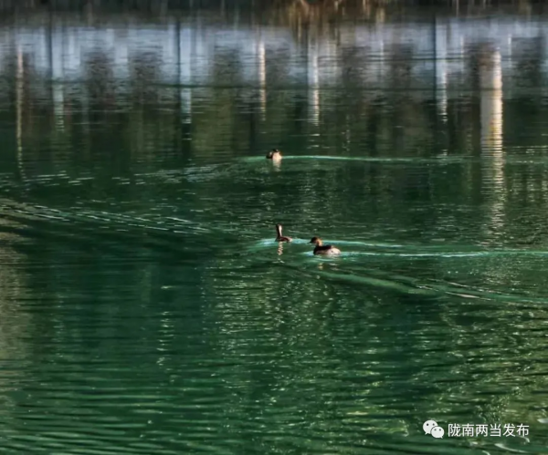 兩當好生態 候鳥翩躚來​ 兩當好生態 候鳥翩躚來​