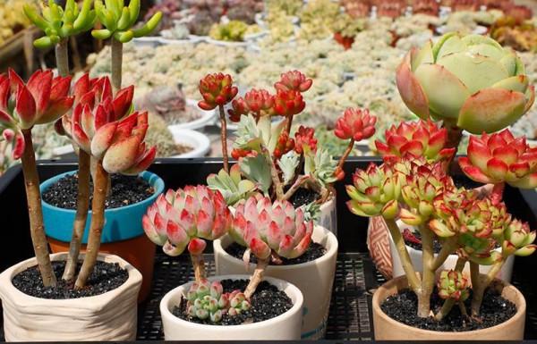 七大“美麗花”,冷天不能多澆水,多曬“少管”更健壯 七大“美麗花”,冷天不能多澆水,多曬“少管”更健壯