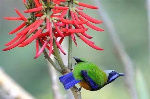 50只美麗的鳥兒，鳥語花香，鶯歌燕舞，真的太美了