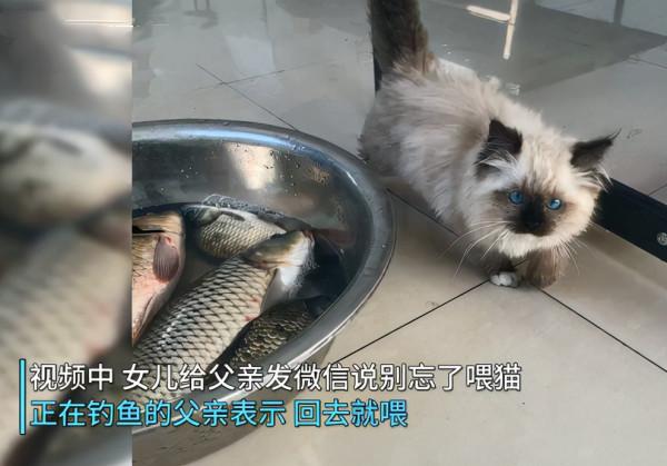 女兒叮囑父親別忘了喂貓，沒一會收到影片，看完後：我滴個親爹哎