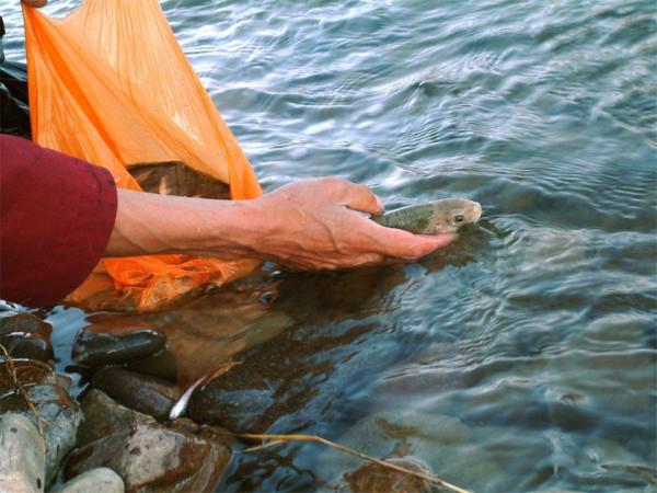 西藏羊湖8億公斤魚類氾濫成災,隨手就能撈到,為何無人敢吃? 西藏羊湖8億公斤魚類氾濫成災,隨手就能撈到,為何無人敢吃?