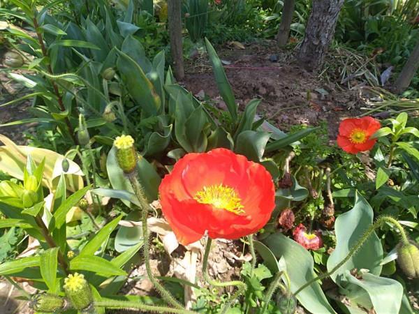 常見花卉就沒毒?錯了!5種常見花有毒 常見花卉就沒毒?錯了!5種常見花有毒