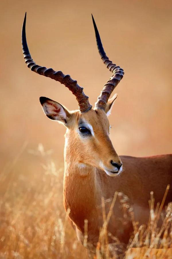 三星堆的龍首器應該改名羊首青銅器 三星堆的龍首器應該改名羊首青銅器