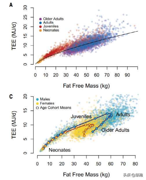 發胖並不是因為人到中年,最新研究顛覆傳統認知 發胖並不是因為人到中年,最新研究顛覆傳統認知
