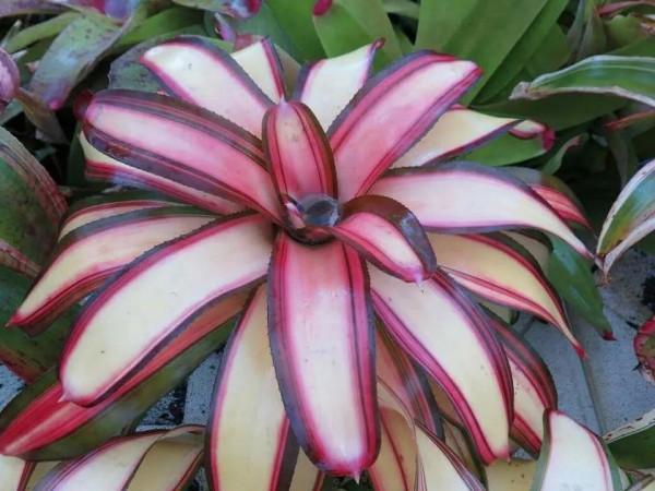 花亦草來草亦花 花亦草來草亦花