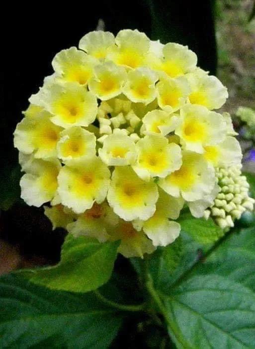 馬纓丹的花樣年華