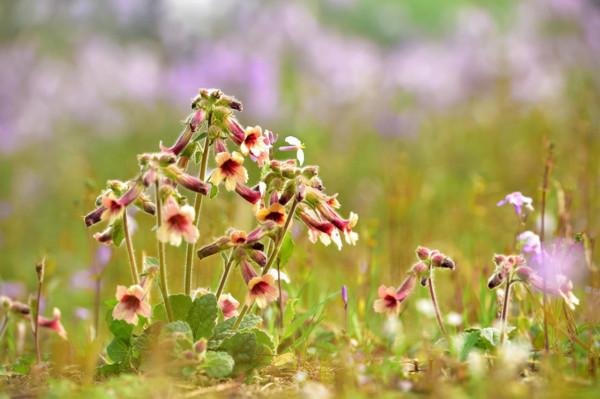 這些花名字不好聽,卻是神仙顏值!網友:真的被名字耽誤了一生 這些花名字不好聽,卻是神仙顏值!網友:真的被名字耽誤了一生