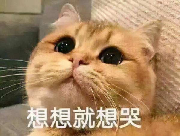 喵星人可愛表情包來了