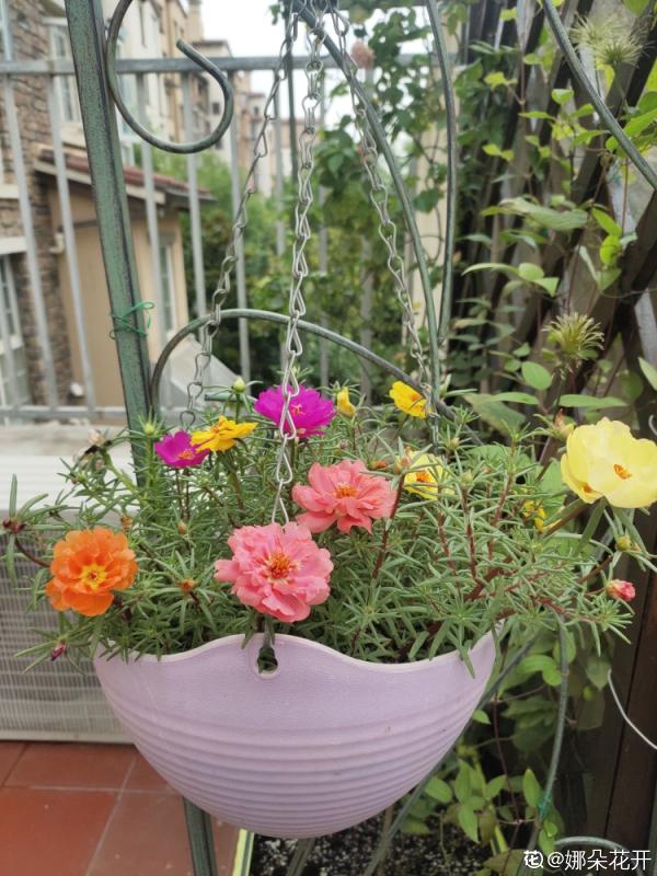 別人的太陽花花期超長,做好這6步養護,在家也能長久賞花 別人的太陽花花期超長,做好這6步養護,在家也能長久賞花