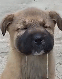 狗子用實力詮釋，什麼叫“百蟄不撓”