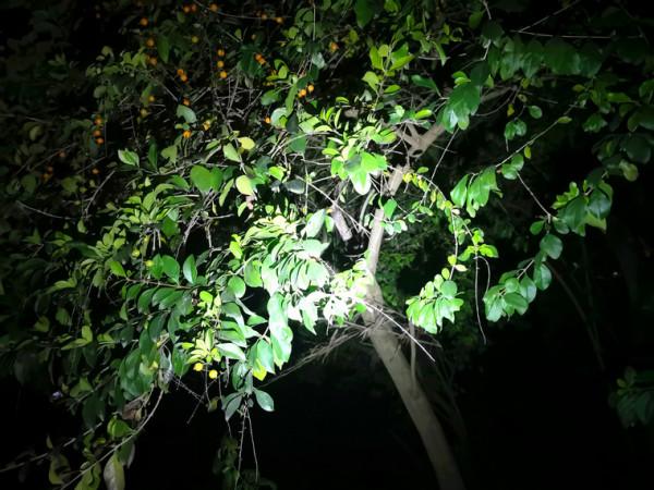 鑰匙燈，我就選多功能的