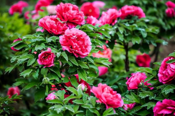 這8種花卉適合用“大盆”養，粗放管理，反而越長越精神