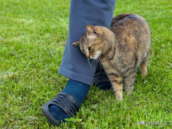 正在努力瞭解您的貓的行為嗎？這是你需要知道的