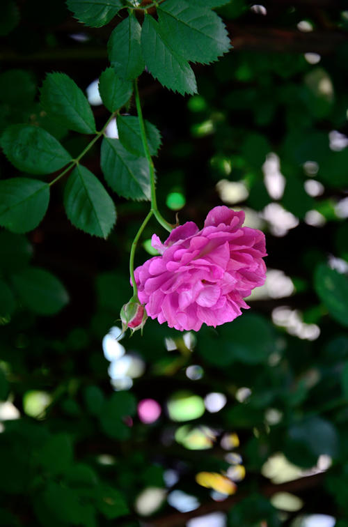 林清玄：心若香茗，靜聽花開