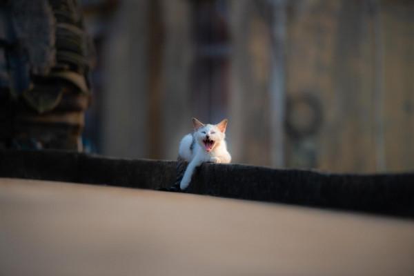 農村戶口與城市戶口的貓狗們的畜生