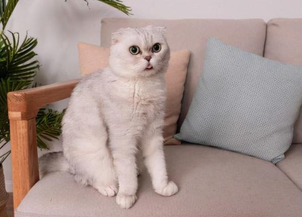 這5種貓咪，如果不幸流浪，將很難在外面存活