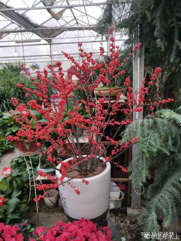 6種“觀果植物”，小果實掛滿枝頭，半年不落，喜慶又好看