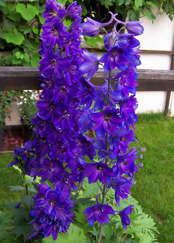 24種紫色花草,高貴而優雅,比綠蘿吊蘭好看多了 24種紫色花草,高貴而優雅,比綠蘿吊蘭好看多了