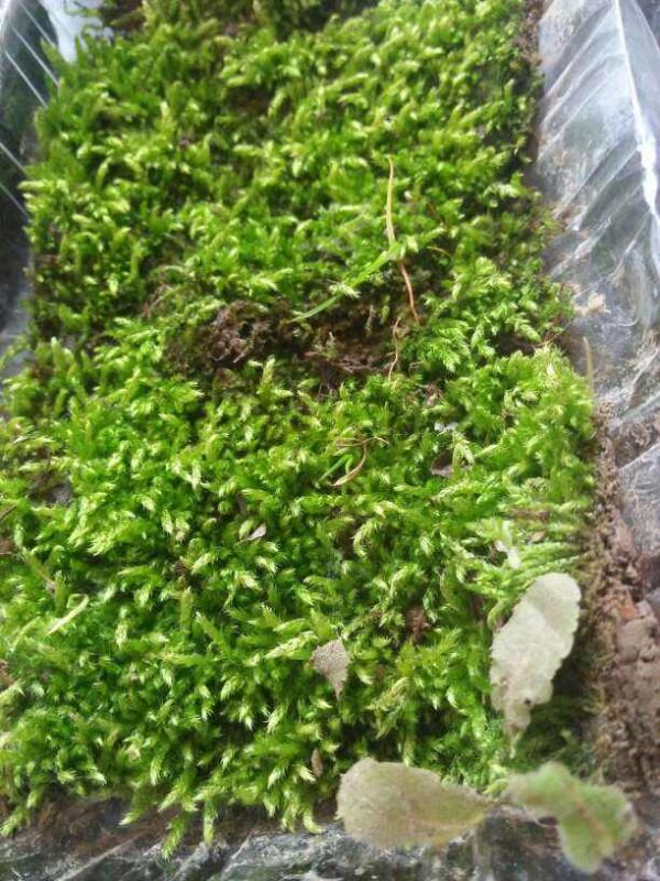 4種“垃圾”別丟掉,用來養花效果太好,還能省下一大筆錢 4種“垃圾”別丟掉,用來養花效果太好,還能省下一大筆錢