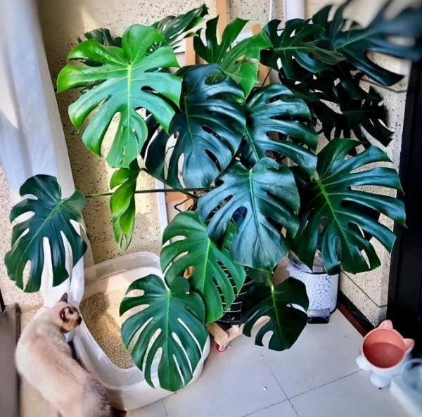 5種“壽星花”，最適合老人養，好看，好養，有益於身體健康