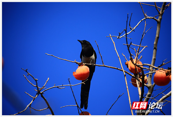 又可以換桌布了,當喜鵲遇到柿子,居然輕鬆解鎖好運上上籤 又可以換桌布了,當喜鵲遇到柿子,居然輕鬆解鎖好運上上籤