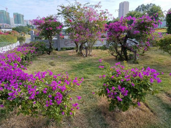 百看不厭的市花公園，不只有三角梅花，還有動物呦