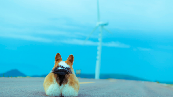 排名前十的大暖狗，快來看看你家狗狗上榜嗎？