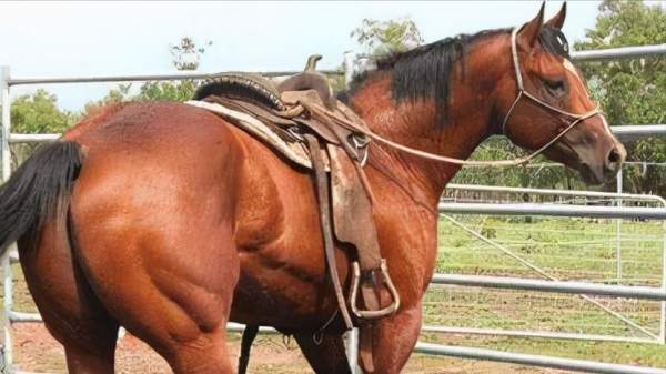 全球最貴的九種馬，價值四億的馬你見過嗎？汗血寶馬無緣榜首