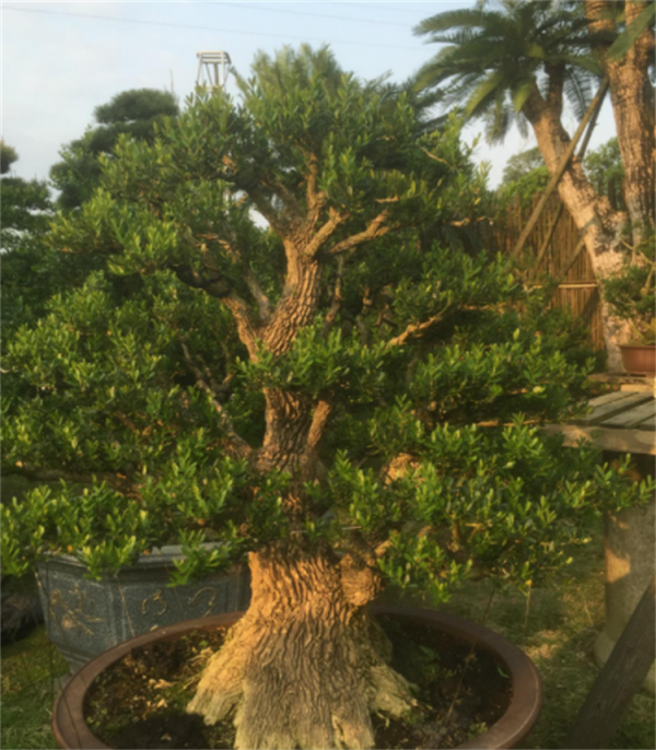 雀舌黃楊盆景的養殖方法和注意事項：沒想象中難，但需要有耐心