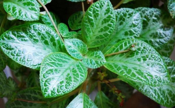 廁所有“蛋腥味”，就養這3種花，吸臭、去腥，“開花”還特香