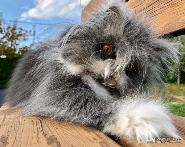 可愛的貓都見過，潦草的貓見過嗎？