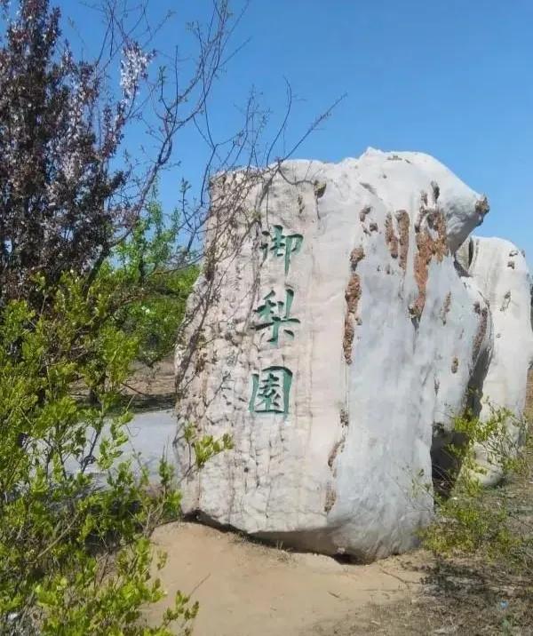 鐵兵遊記｜永定河畔萬畝梨花香雪海