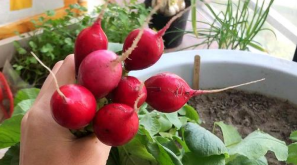 3種&OpenCurlyDoubleQuote;青葉菜&rdquo;，立春後種上，陽臺栽幾盆就夠全家人吃了