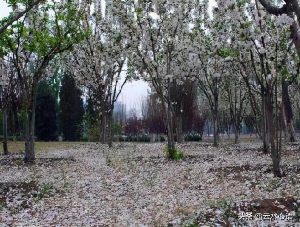 十二首描寫風的詩詞，古人太有才，如何不開懷