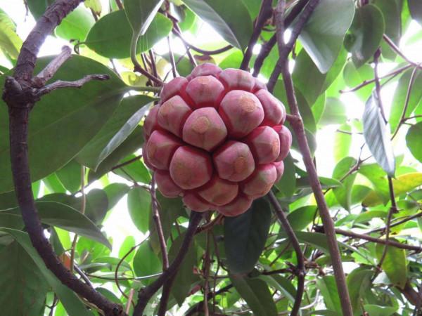 20種美味的野果子,你還記得幾種?一起來認識下,漲知識不吃虧 20種美味的野果子,你還記得幾種?一起來認識下,漲知識不吃虧