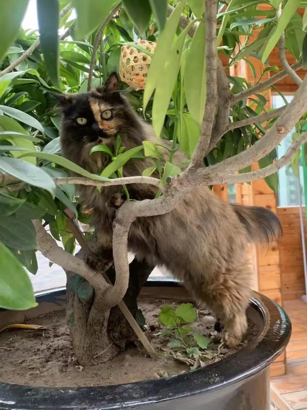 米麒麟:我掉缸怎麼了? 米麒麟:我掉缸怎麼了?