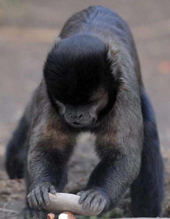 巴拿馬猴已經進入石器時代，有可能威脅到人類的霸主地位嗎？