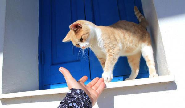 這6種貓最容易“招人嫌”,棄養的人很多 這6種貓最容易“招人嫌”,棄養的人很多