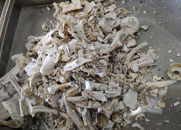 人的骨灰究竟是什麼?骨灰多年後又會變成什麼? 人的骨灰究竟是什麼?骨灰多年後又會變成什麼?