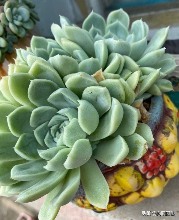 好多肉是養出來的，不是買的，狀態再好，到了家裡也是綠白菜
